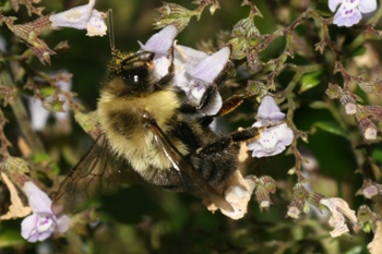 Calamint with bumblebee